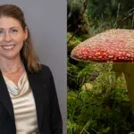 Mixbil Lann och flugsvamp