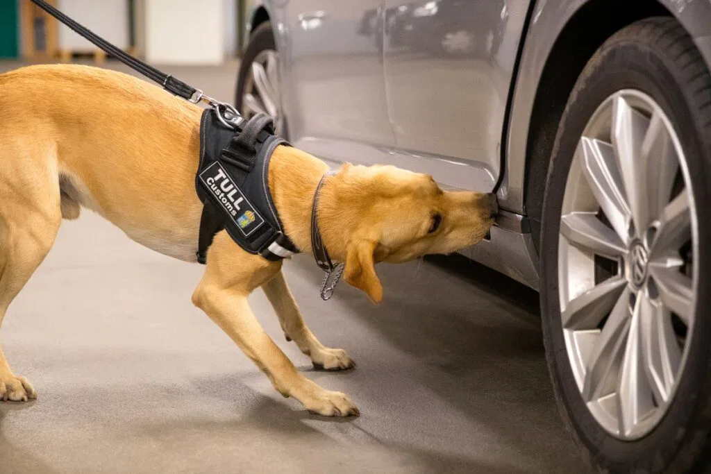 Narkotikahund söker