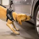 Narkotikahund söker