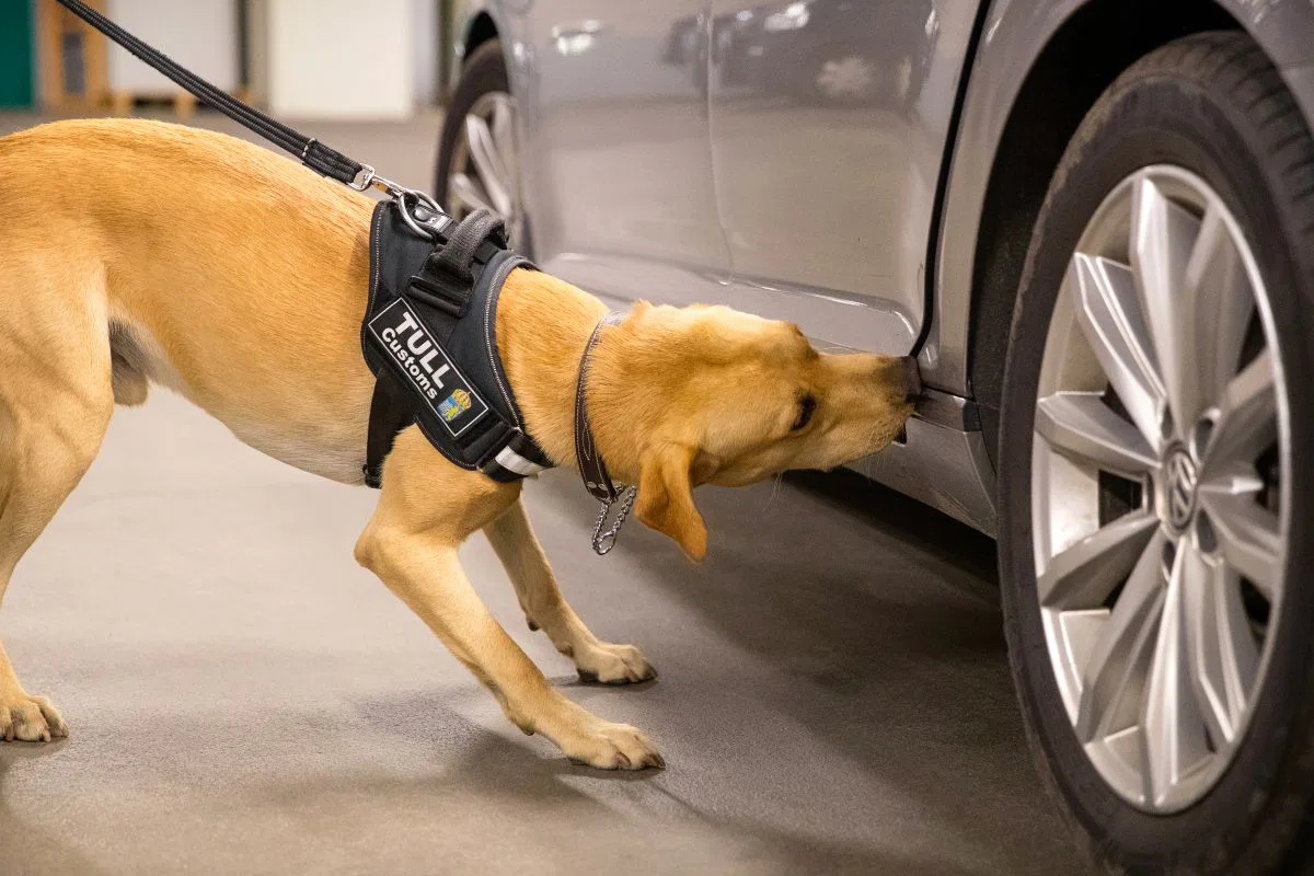 Narkotikahund söker